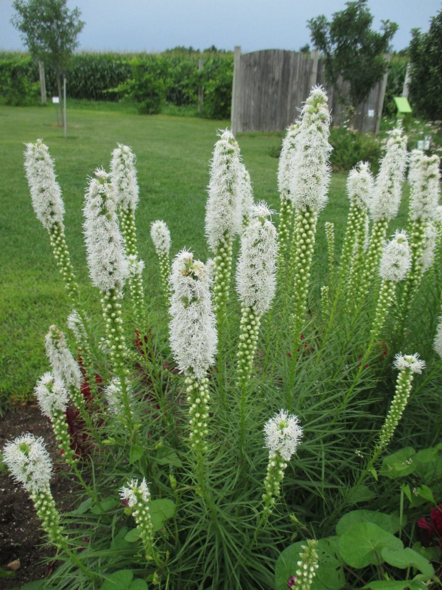 Лиатрис спиката spicata