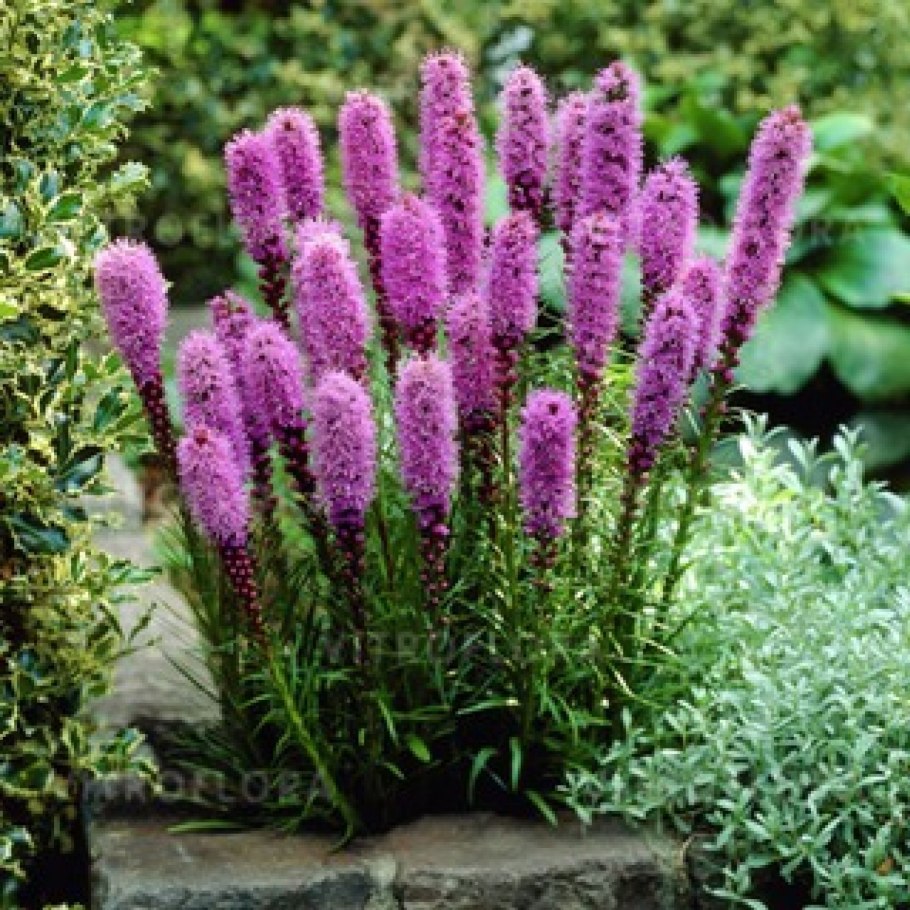 Лиатрис колосковый