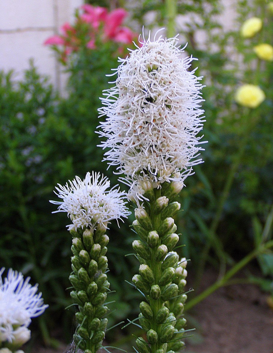 Лиатрис колосковый альба