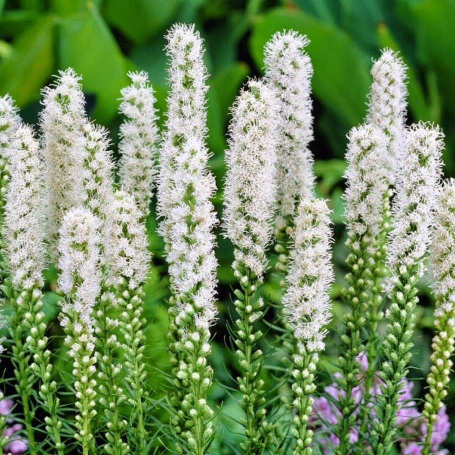 Лиатрис Альба