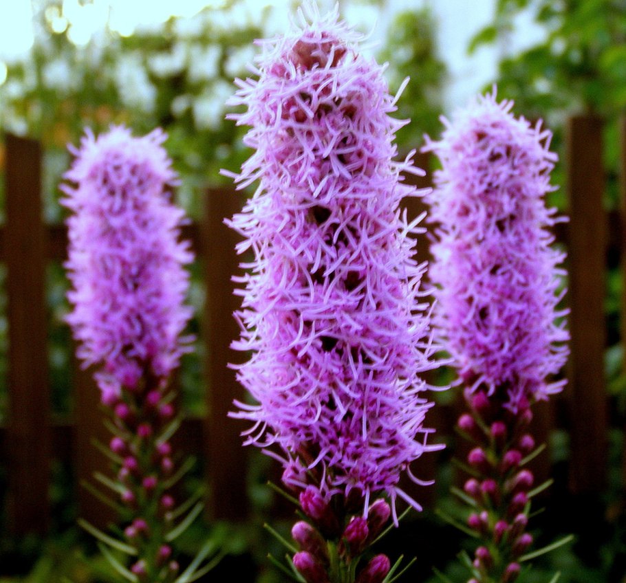 Лиатрис spicata Floristan Weiss