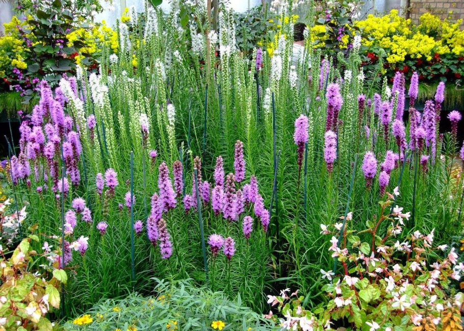 Лиатрис спрей