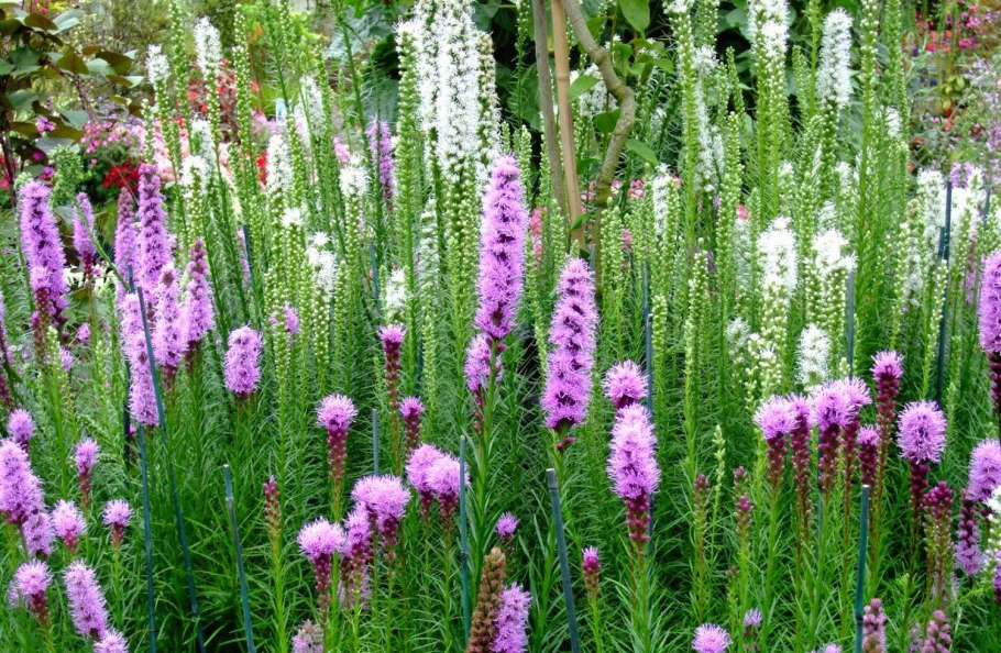 Лиатрис сверкающая звезда (Liatris pycnostachya)