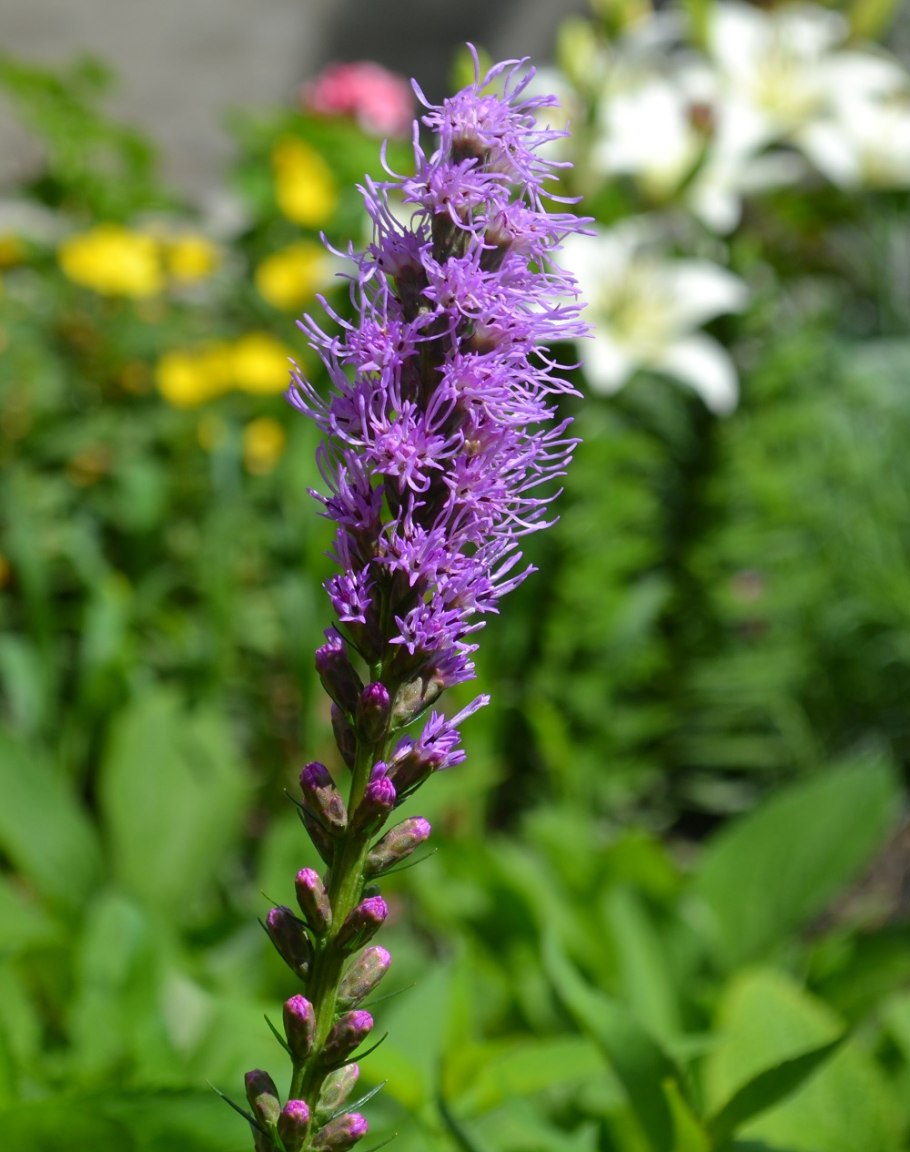 Лиатрис Пикадор