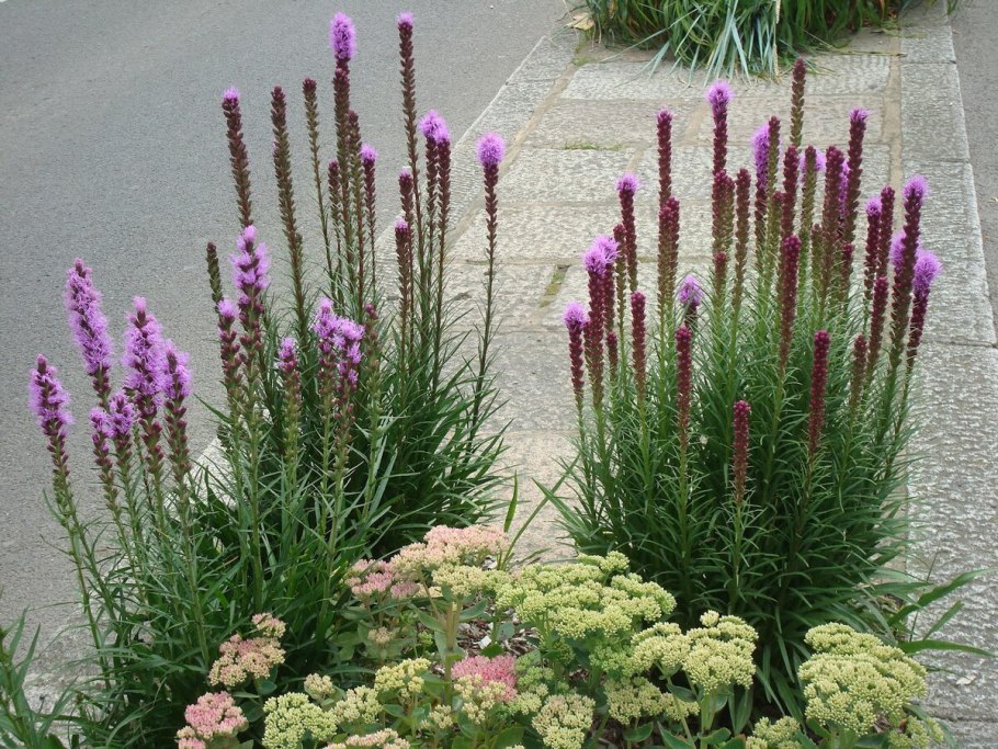 Лиатрис колосковый