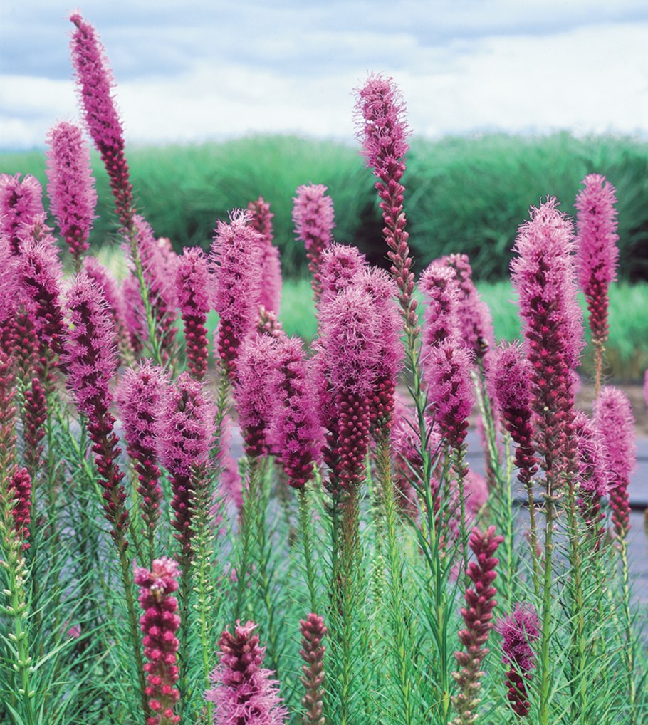 Лиатрис спиката spicata