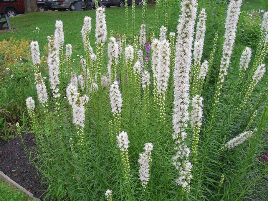 Лиатрис колосковый альба