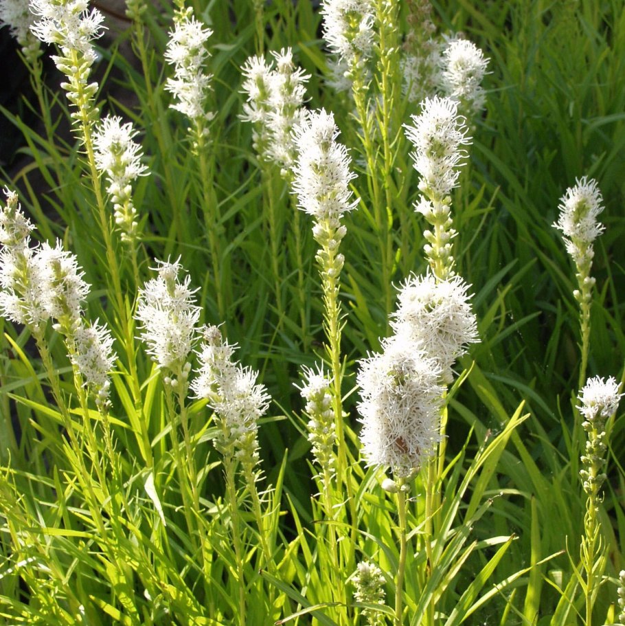 Лиатрис гайфитер