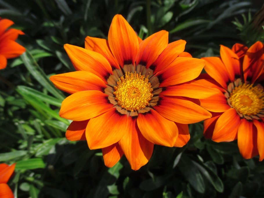 Гацания Нью дей Роуз страйп