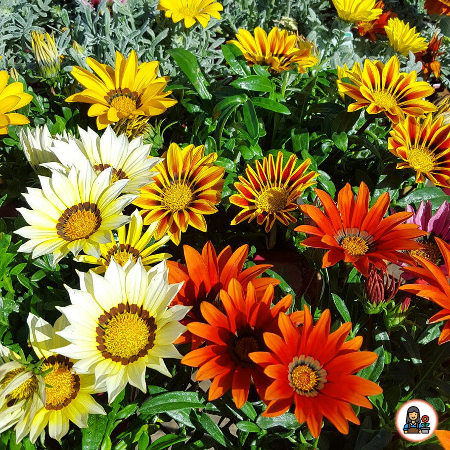 Газания махровая вегетативная