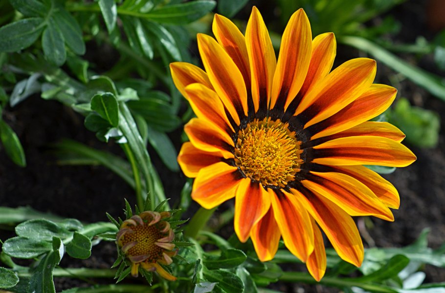 Гацания газания Биг