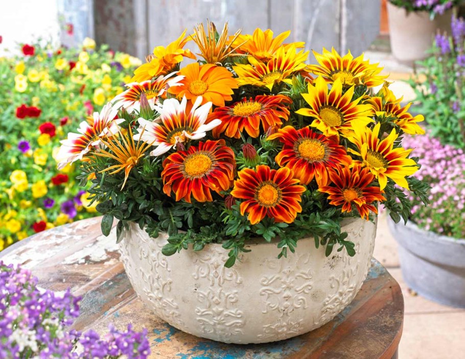 Гацания, газания, гацания