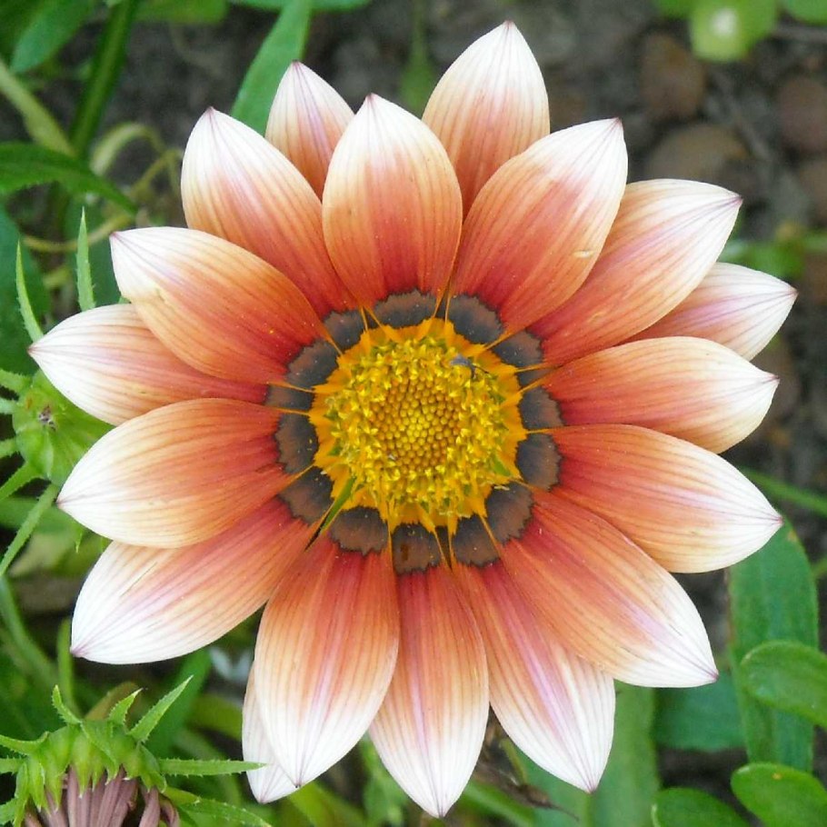 Газания гибридная смесь