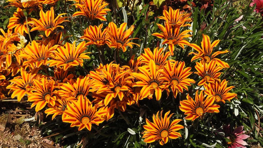 Гацания Африканская Ромашка