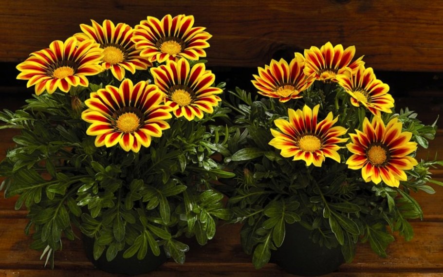 Гацания f1 белая