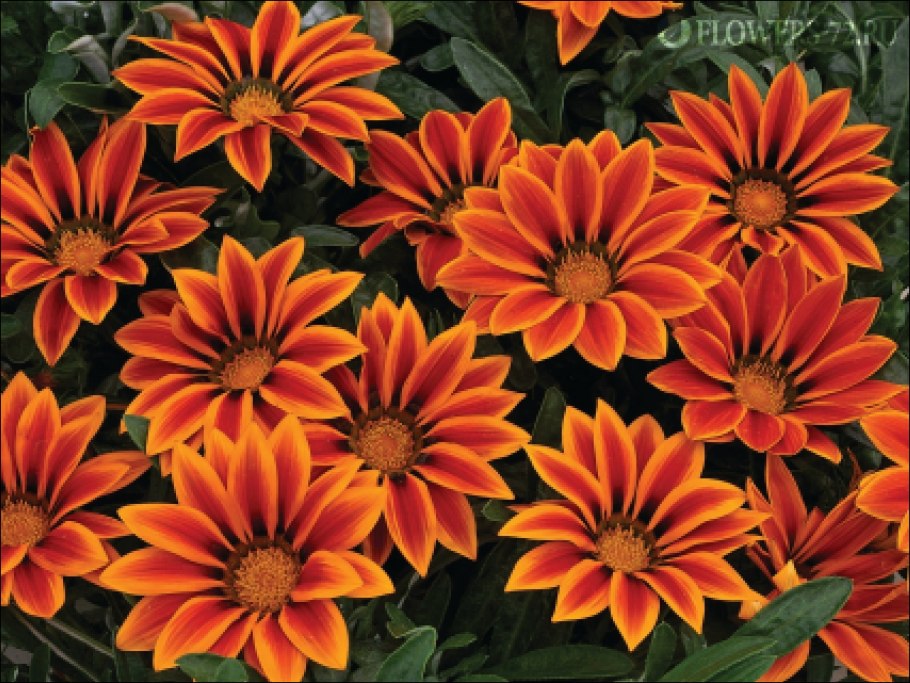 Гацания, газания, гацания