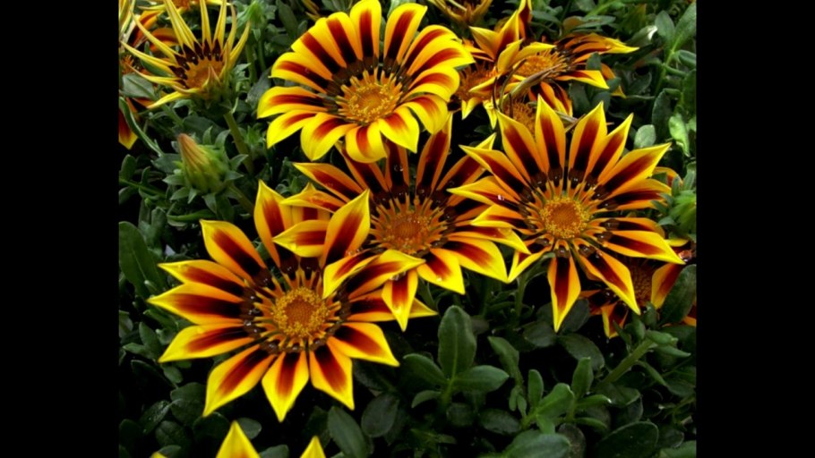 Газания на клумбе