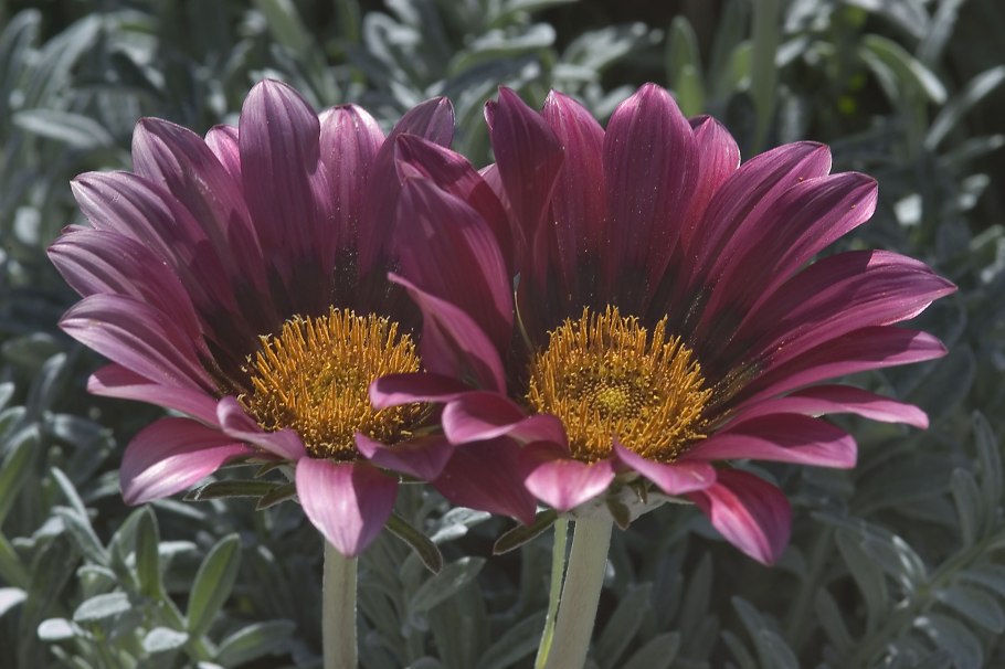 Цветок газания