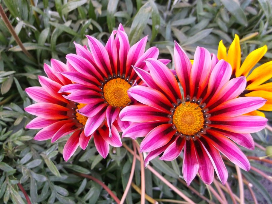 Гацания бордовая