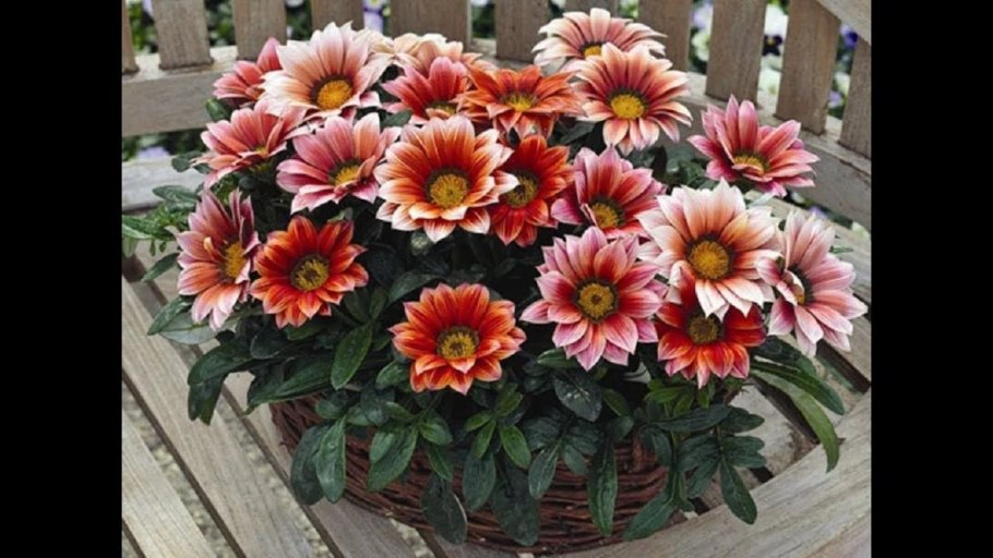 Гацания однолетник