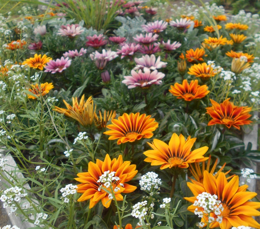 Газания Ванилла