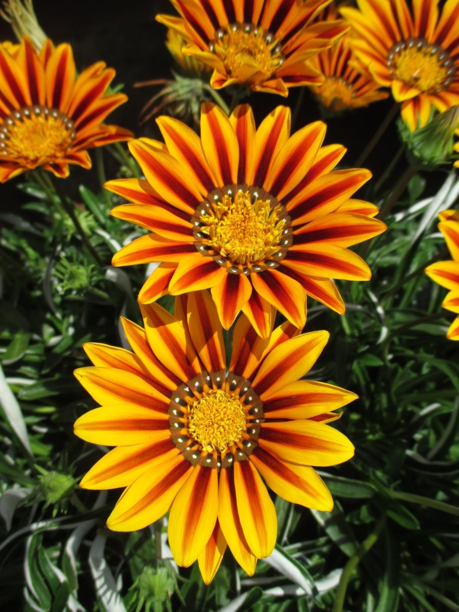 Гацания гибридная