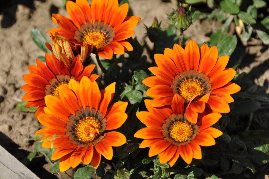 Гацания Кисс Еллоу Флейм