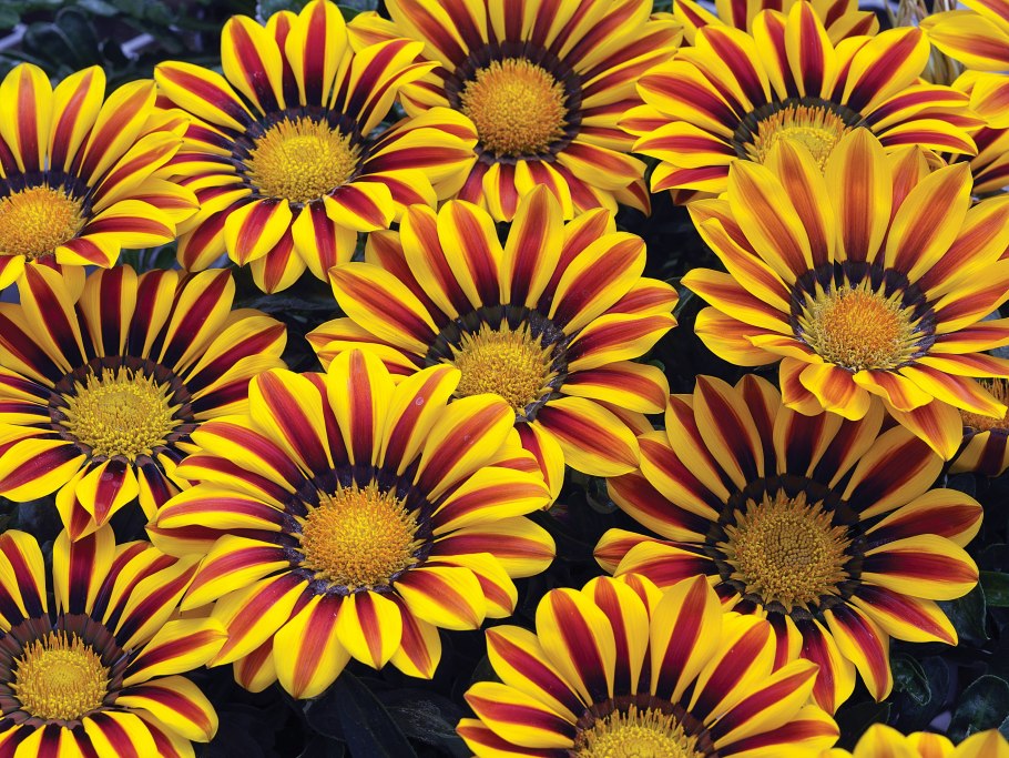 Гацания и газания