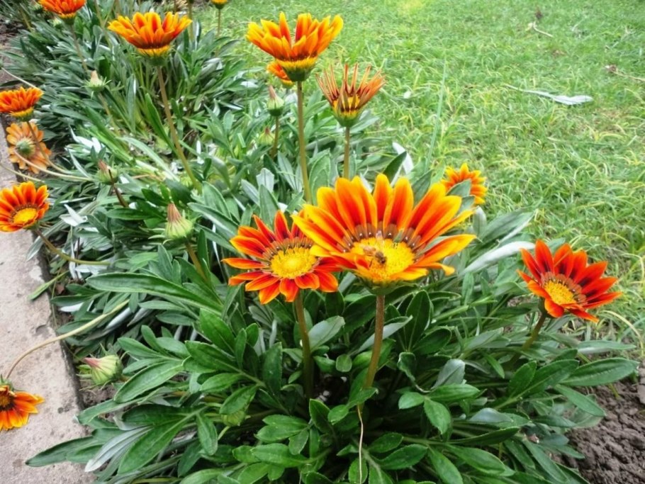 Газания Кисс Вайт