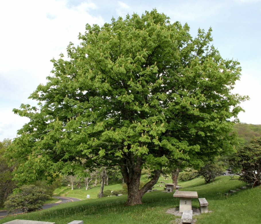 Конский каштан восьмитычинковый