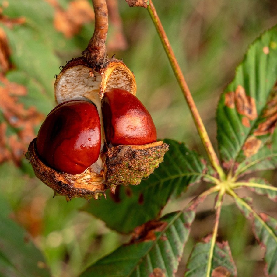 Анатолийский каштан