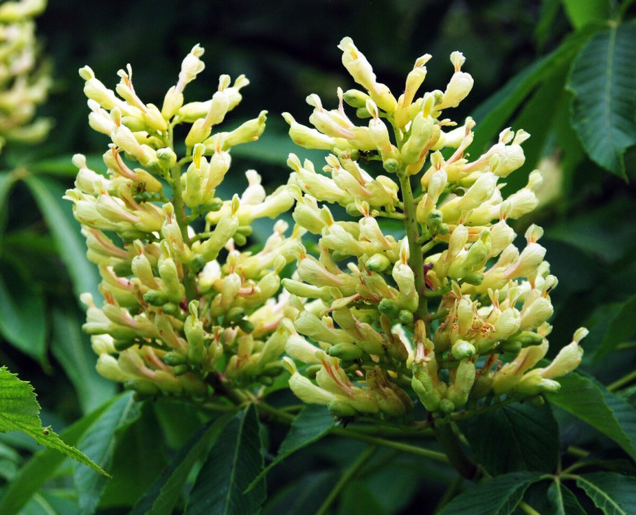 Aesculus Pavia Koehnei