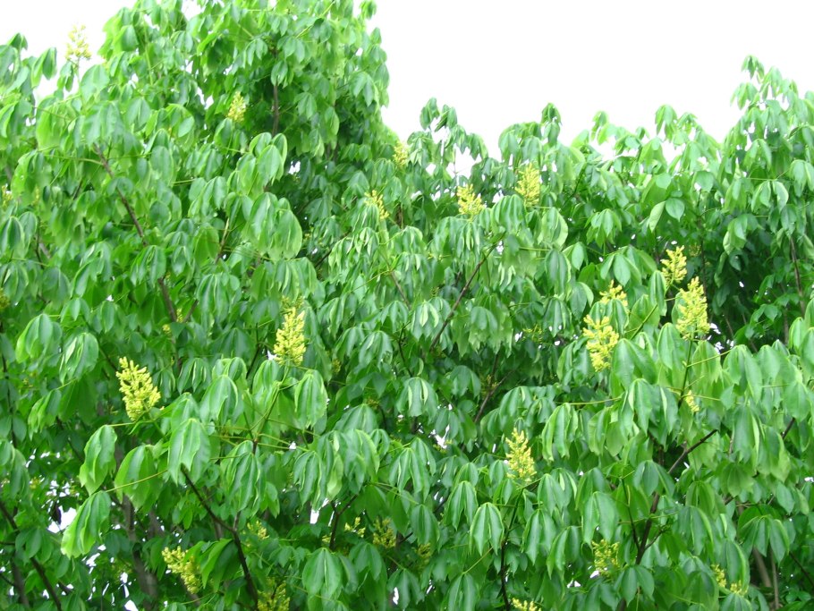 Каштан дерево восьмитычинковый