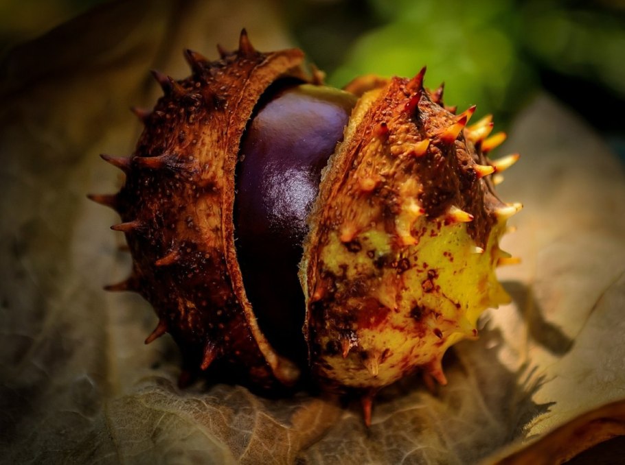 Каштан дерево плоды