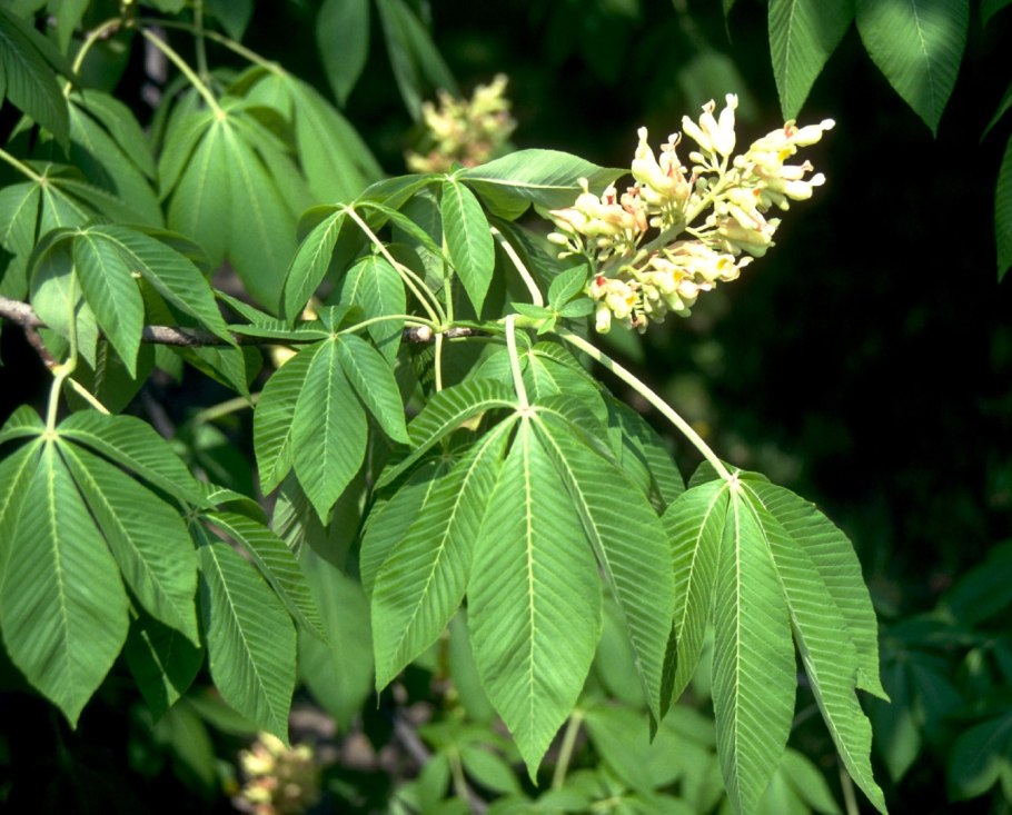 Aesculus Flava