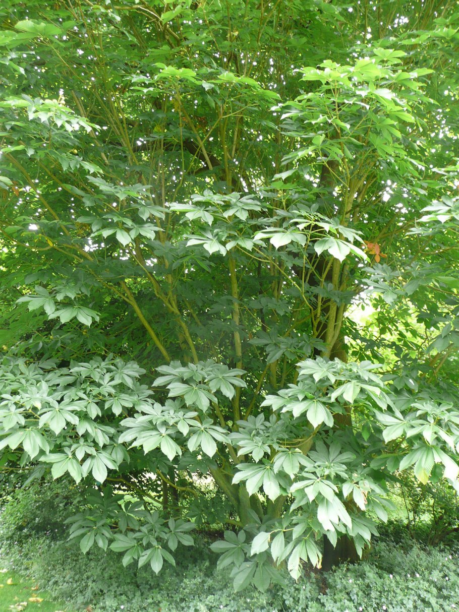 Конский каштан — Aesculus hippocastanum l.