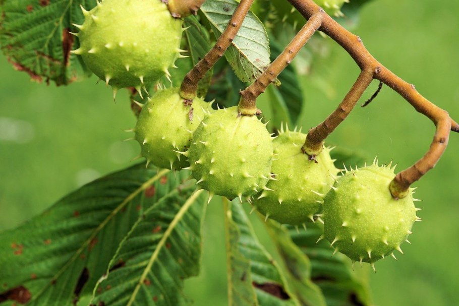 Каштан американский восьмитычинковый Aesculus Flava