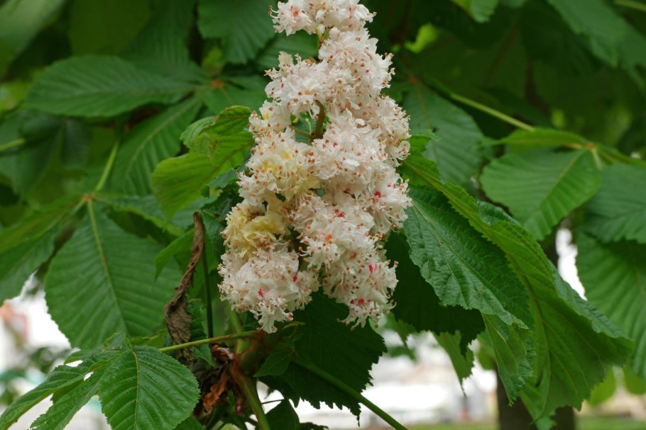 , Каштан конский - Aesculus hippocastanum аллея