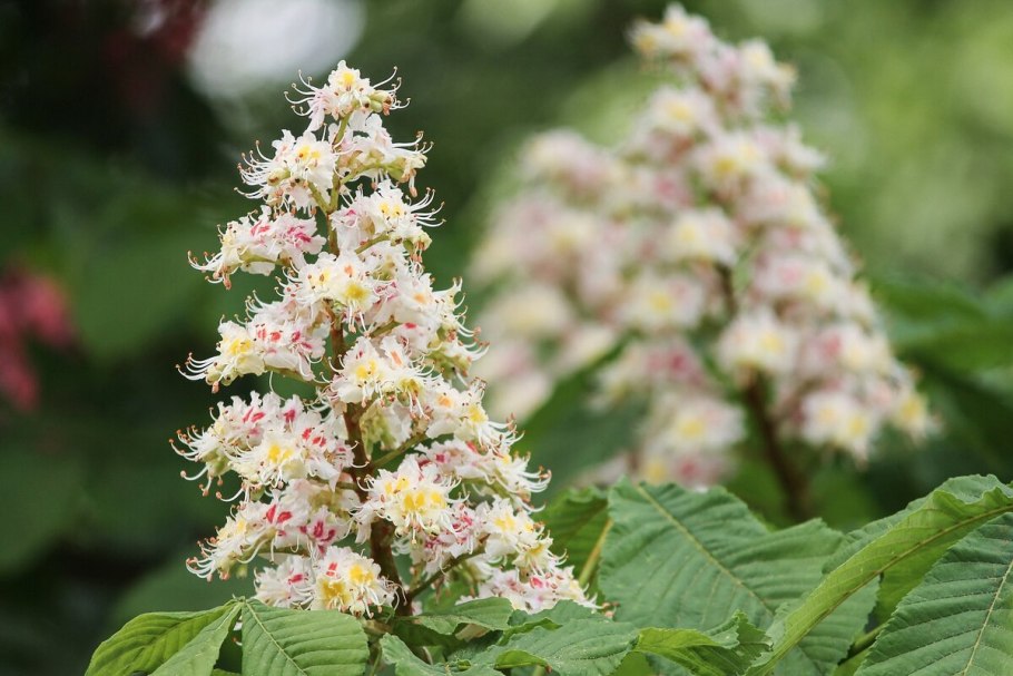 Конский каштан японский (Aesculus turbinata)