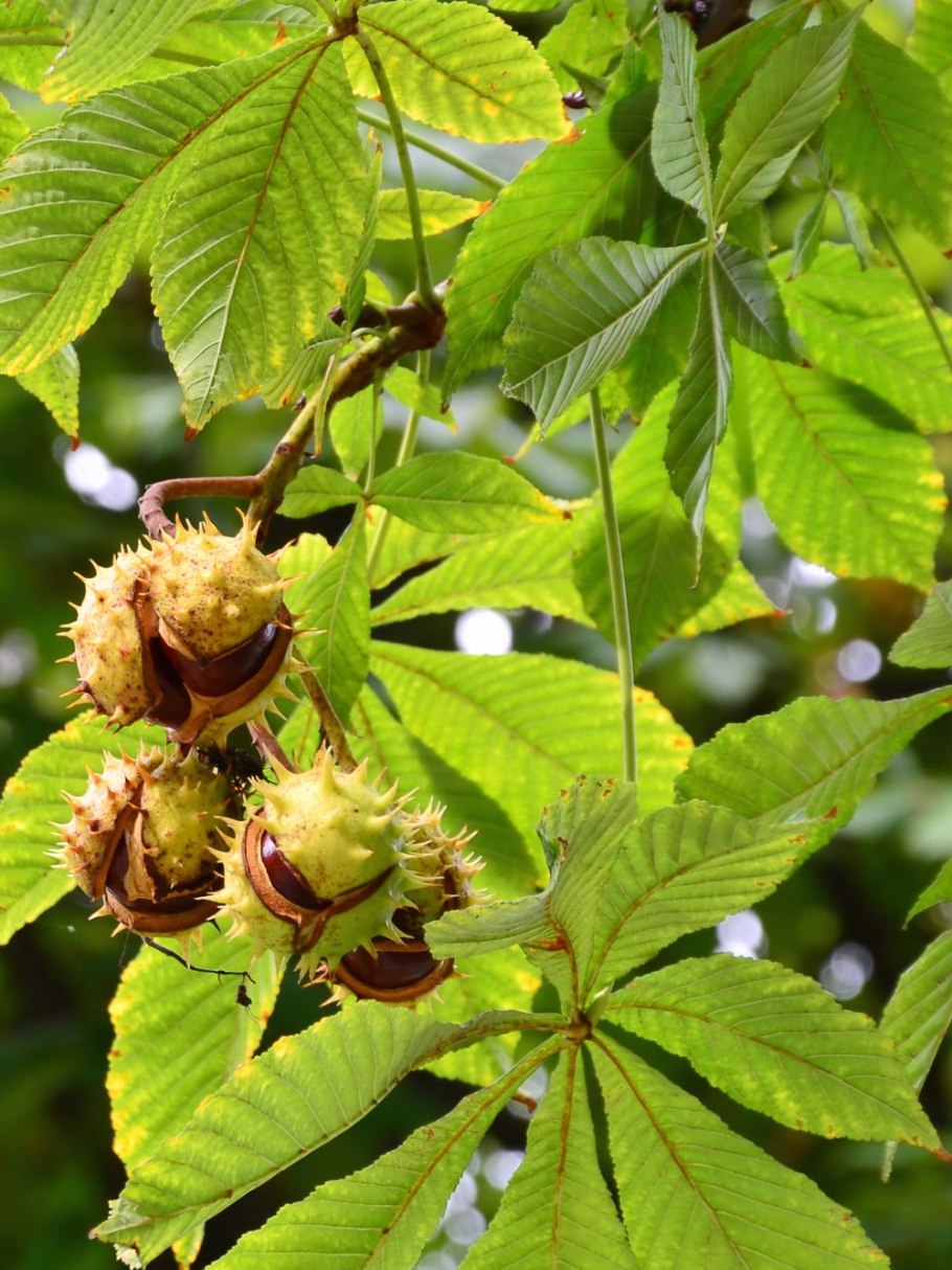 Конский каштан обыкновенный