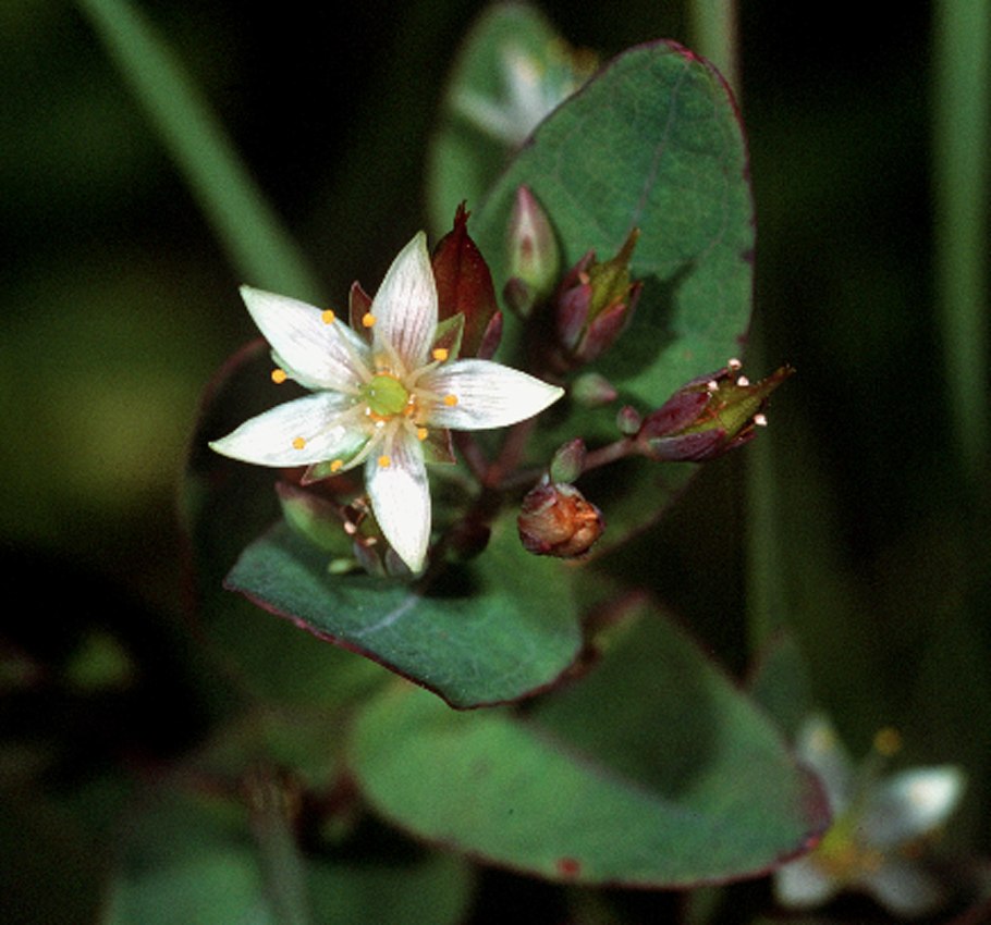Reynoutria japonica