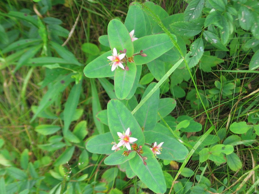 Триаденум Фразера Triadenum fraseri