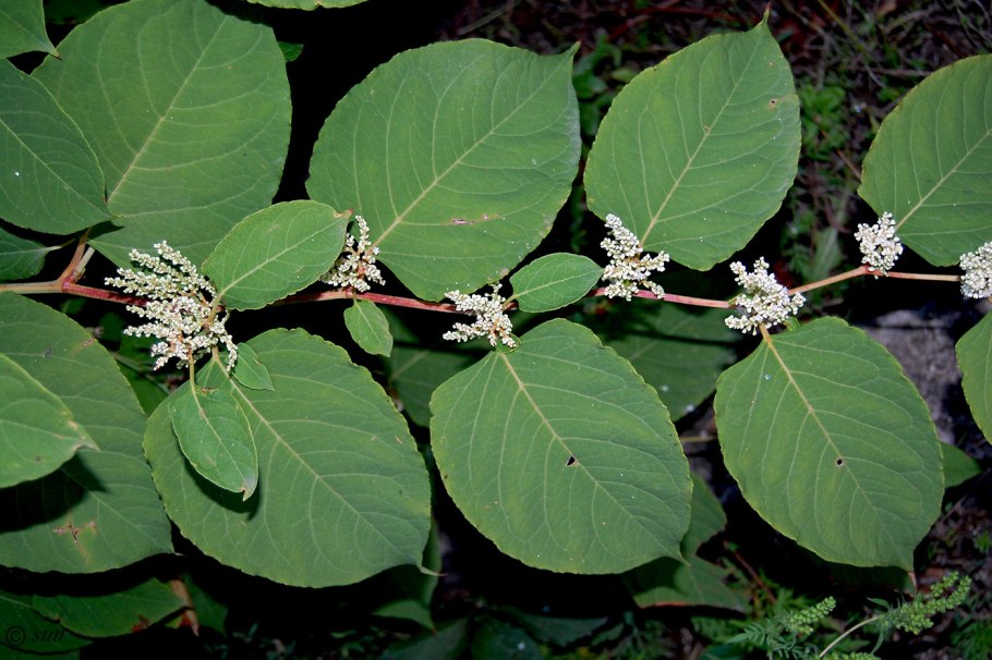 Зверобой чашечковидный