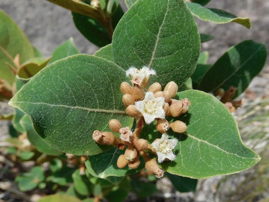 Утюг Rowenta dw5210f1