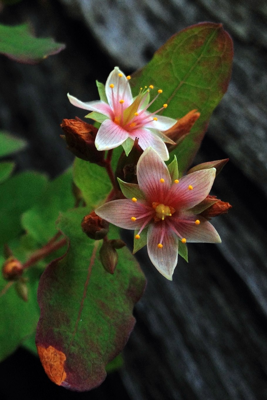 Triadenum virginicum