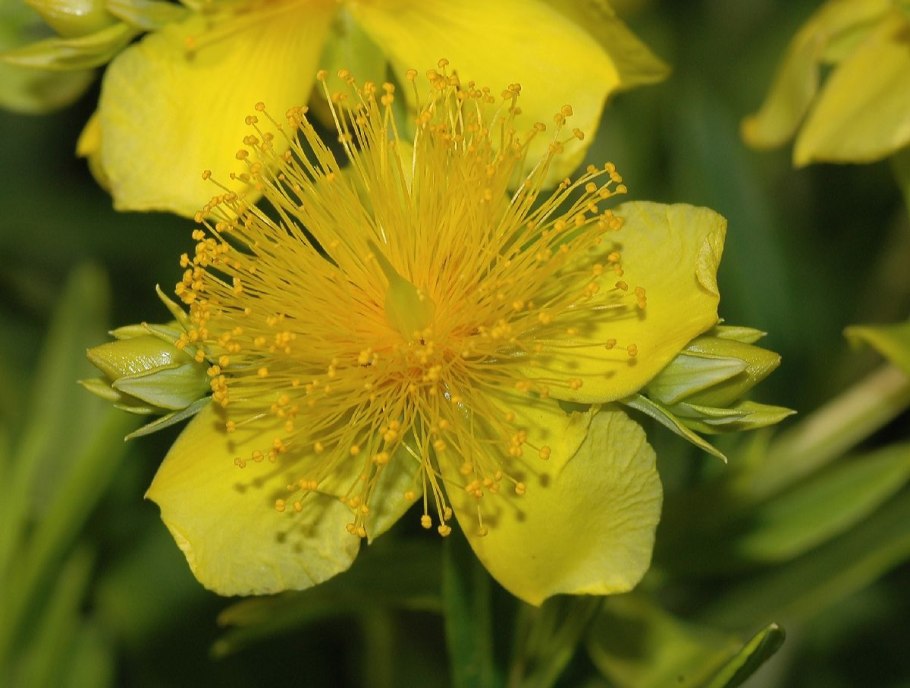 Чабрец полевой
