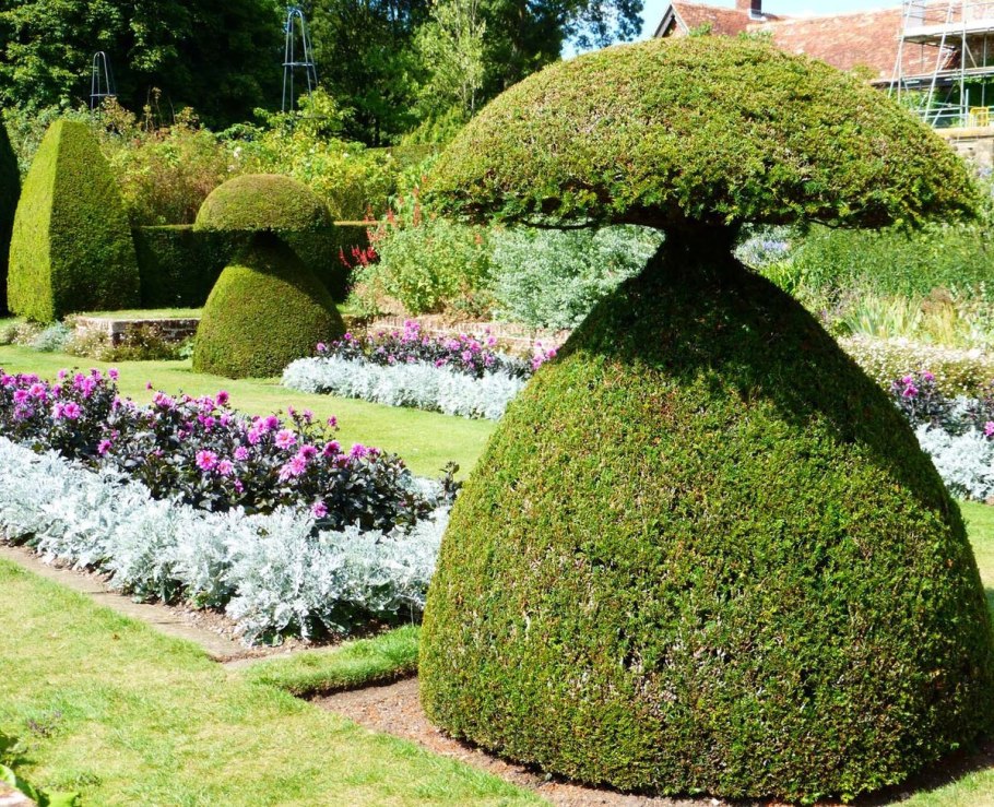 Топиар хвойников