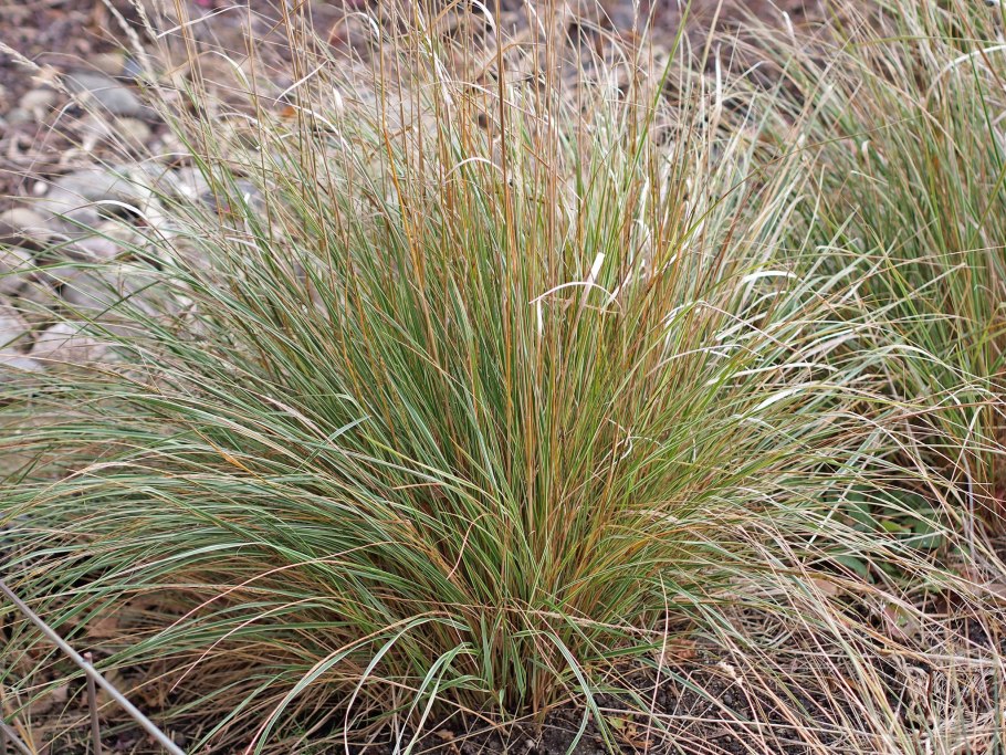 Вейник ежа луговые травы