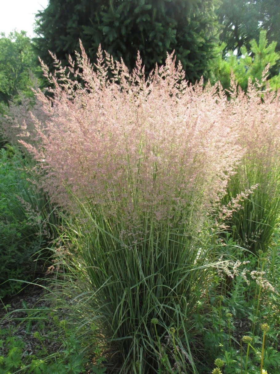 Calamagrostis acutiflora
