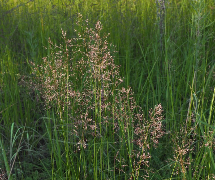 Вейник Лесной